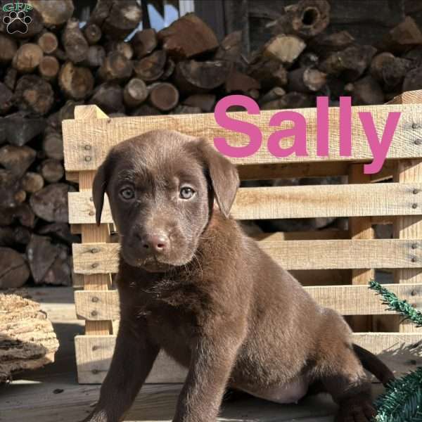 Sally, Chocolate Labrador Retriever Puppy